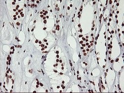 GSTT2 Mouse anti-Human, Clone: OTI6C4, lyophilized, TrueMAB 100 &mu;g;