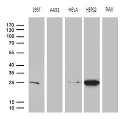 GSTZ1 Mouse anti-Human, Clone: OTI6A10, TrueMAB , Origene 30 &mu;L; Unconjugated:Antibodies,