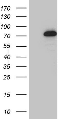 GTF2A1L Mouse anti-Human, Clone: OTI4B4, lyophilized, TrueMAB 100 &mu;g;