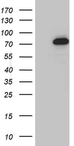 GTF2A1L Monoclonal Antibody (OTI4B4), TrueMAB , OriGene 30 &mu;L | Buy Online | Origene Technologies | Fisher Scientific