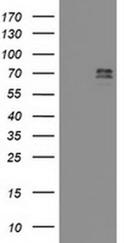 GTF2F1 Mouse anti-Human, Clone: OTI1C5, liquid, TrueMAB 100 &mu;L; Unconjugated:Antibodies,