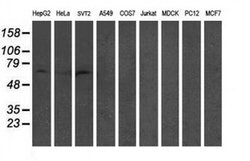 GTF2F1 Mouse anti-Human, Clone: OTI1C5, liquid, TrueMAB 100 &mu;L; Unconjugated:Antibodies,