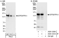 GTF2I/TFII-I Rabbit anti-Human, Mouse, Polyclonal, Bethyl Laboratories