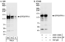 GTF2I/TFII-I Rabbit anti-Human, Mouse, Polyclonal, Bethyl Laboratories