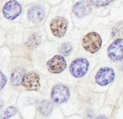 GTF2IRD/TFII-IRD1 Rabbit anti-Human, Polyclonal, Bethyl Laboratories 10