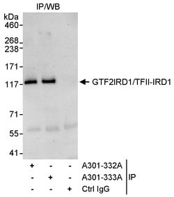 GTF2IRD/TFII-IRD1 Rabbit anti-Human, Polyclonal, Bethyl Laboratories 10
