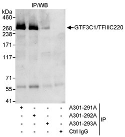 GTF3C1/TFIIIC220 Rabbit anti-Human, Polyclonal, Bethyl Laboratories 100