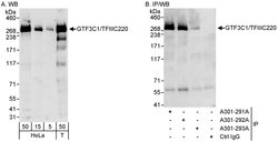 GTF3C1/TFIIIC220 Rabbit anti-Human, Polyclonal, Bethyl Laboratories 100