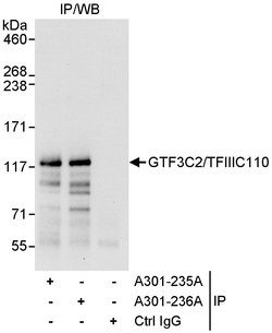 GTF3C2/TFIIIC110 Rabbit anti-Human, Polyclonal, Bethyl Laboratories 10
