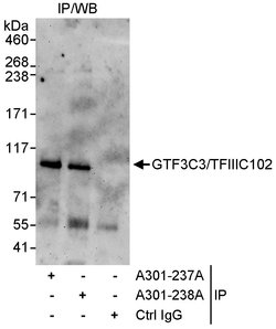 GTF3C3/TFIIIC102 Rabbit anti-Human, Polyclonal, Bethyl Laboratories 100
