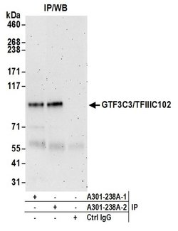 GTF3C3/TFIIIC102 Rabbit anti-Human, Polyclonal, Bethyl Laboratories 100