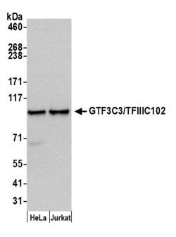 GTF3C3/TFIIIC102 Polyclonal Antibody, Bethyl Laboratories:Antibodies:Primary