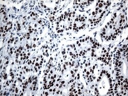 GTF3C4 Monoclonal Antibody (OTI3D4), TrueMAB , OriGene 100 &mu;L | Buy Online | OriGene | Fisher Scientific