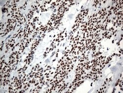 GTF3C4 Monoclonal Antibody (OTI4A3), TrueMAB , OriGene 100 &mu;L; Unconjugated:Antibodies,