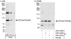 GTF3C4/TFIIIC90 Rabbit anti-Human, Polyclonal, Bethyl Laboratories 100