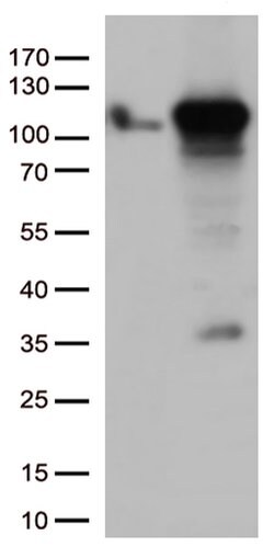 GTF3C4 Monoclonal Antibody (OTI3D4), TrueMAB , OriGene 100 &mu;L | Buy Online | OriGene | Fisher Scientific