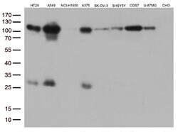 GTF3C4 Monoclonal Antibody (OTI3D4), TrueMAB , OriGene 100 &mu;L | Buy Online | OriGene | Fisher Scientific