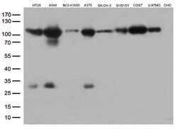 GTF3C4 Monoclonal Antibody (OTI4A3), TrueMAB , OriGene:Antibodies:Primary