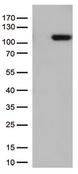 GTF3C4 Monoclonal Antibody (OTI5B4), TrueMAB , OriGene 100 &mu;L; Unconjugated:Antibodies,