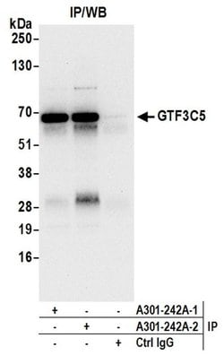 GTF3C5/TFIIIC63 Rabbit anti-Human, Mouse, Polyclonal, Bethyl Laboratories