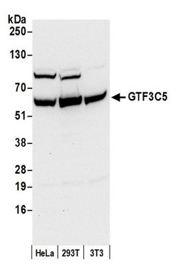 GTF3C5/TFIIIC63 Rabbit anti-Human, Mouse, Polyclonal, Bethyl Laboratories