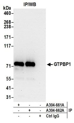 GTPBP1 Rabbit anti-Human, Polyclonal, Bethyl Laboratories 100 μL; Unconjugated:Antibodies,