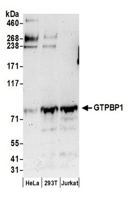 GTPBP1 Rabbit anti-Human, Polyclonal, Bethyl Laboratories 100 μL; Unconjugated:Antibodies,