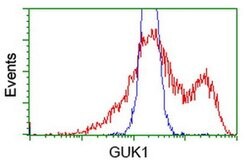 GUK1 Monoclonal Antibody (OTI1D7), TrueMAB , OriGene 100 &mu;L; Unconjugated:Antibodies,