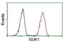 GUK1 Monoclonal Antibody (OTI1D7), TrueMAB , OriGene 100 &mu;L; Unconjugated:Antibodies,