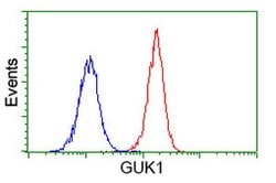 GUK1 Mouse anti-Human, Clone: OTI1D7, lyophilized, TrueMAB 100 &mu;g; Unconjugated:Antibodies,