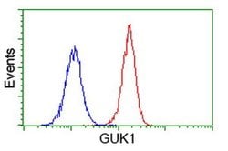 GUK1 Monoclonal Antibody (OTI1D7), TrueMAB , OriGene 100 &mu;L; Unconjugated:Antibodies,