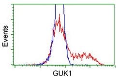 GUK1 Monoclonal Antibody (OTI4A8), TrueMAB , OriGene:Antibodies:Primary