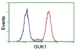 GUK1 Monoclonal Antibody (OTI4A8), TrueMAB , OriGene 100 &mu;L; Unconjugated:Antibodies,