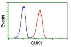 GUK1 Mouse anti-Human, Clone: OTI4A8, lyophilized, TrueMAB 100 &mu;g; Unconjugated:Antibodies,