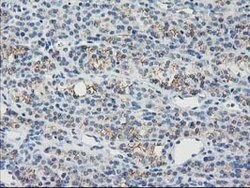 GUK1 Mouse anti-Human, Clone: OTI4A8, lyophilized, TrueMAB 100 &mu;g; Unconjugated:Antibodies,