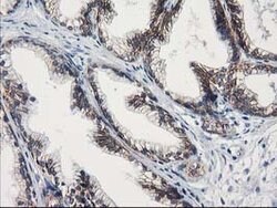GUK1 Mouse anti-Human, Clone: OTI4A8, lyophilized, TrueMAB 100 &mu;g; Unconjugated:Antibodies,