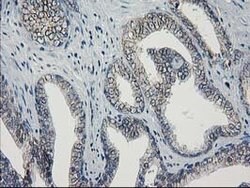GUK1 Mouse anti-Human, Clone: OTI4A8, lyophilized, TrueMAB 100 &mu;g; Unconjugated:Antibodies,