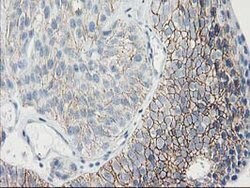 GUK1 Mouse anti-Human, Clone: OTI4A8, lyophilized, TrueMAB 100 &mu;g; Unconjugated:Antibodies,