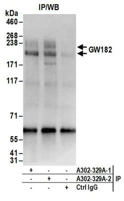 GW182 Rabbit anti-Human, Polyclonal, Bethyl Laboratories 100 &mu;L; Unconjugated:Antibodies,