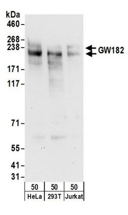 GW182 Rabbit anti-Human, Polyclonal, Bethyl Laboratories 100 &mu;L; Unconjugated:Antibodies,