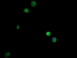 GZMB Mouse anti-Human, Clone: OTI4E6, liquid, TrueMAB 30 &mu;L; Unconjugated:Antibodies,