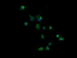 GZMB Monoclonal Antibody (OTI4E4), TrueMAB , OriGene 100 &mu;L; Unconjugated:Antibodies,