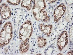 GZMB Mouse anti-Human, Clone: OTI4E6, liquid, TrueMAB 30 &mu;L; Unconjugated:Antibodies,
