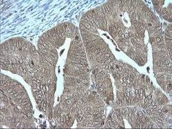 GZMB Monoclonal Antibody (OTI4E4), TrueMAB , OriGene 100 &mu;L; Unconjugated:Antibodies,