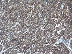 GZMB Monoclonal Antibody (OTI4E4), TrueMAB , OriGene 100 &mu;L; Unconjugated:Antibodies,