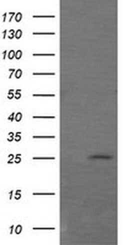 GZMB Mouse anti-Human, Clone: OTI4E6, liquid, TrueMAB 30 &mu;L; Unconjugated:Antibodies,