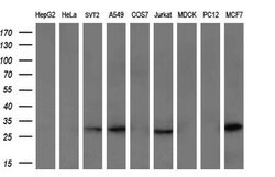 GZMB Mouse anti-Human, Clone: OTI4E6, liquid, TrueMAB 30 &mu;L; Unconjugated:Antibodies,