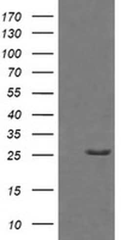 GZMB Monoclonal Antibody (OTI4E4), TrueMAB , OriGene 100 &mu;L; Unconjugated:Antibodies,