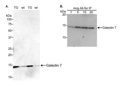 Galectin-7 Rabbit anti-Mouse, Polyclonal, Bethyl Laboratories 100 &mu;L;