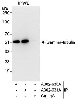 Gamma-Tubulin Rabbit anti-Human, Polyclonal, Bethyl Laboratories 100 &mu;L;